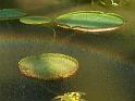 Wasser Licht Pflanze